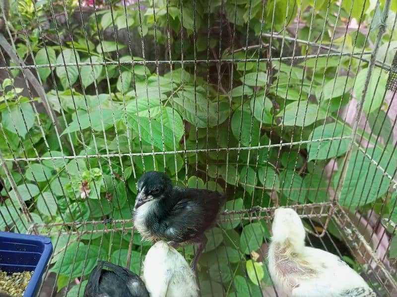 Aseel Chicks Healthy and Active for sale 5