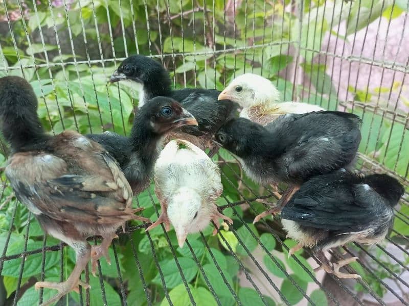 Aseel Chicks Healthy and Active for sale 6