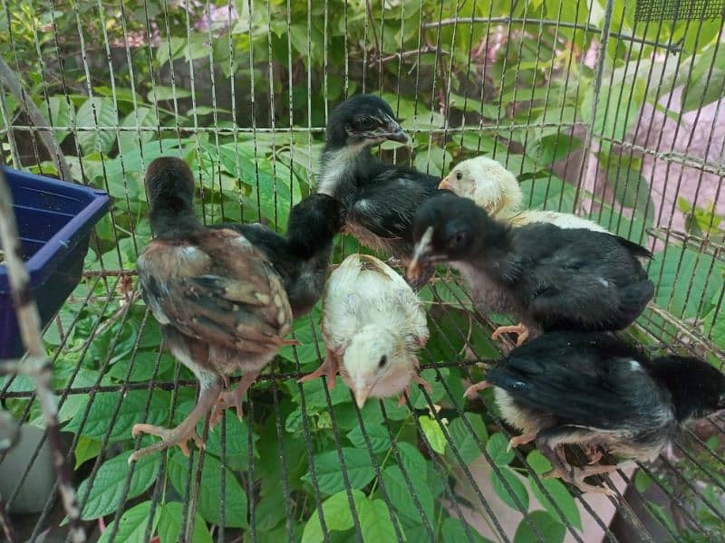 Aseel Chicks Healthy and Active for sale 8