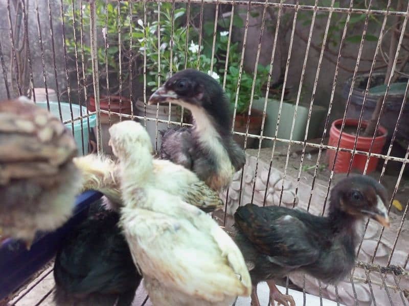 Aseel Chicks Healthy and Active for sale 9