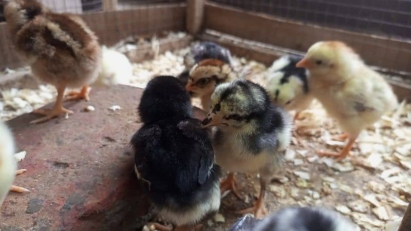 Aseel Chicks Healthy and Active for sale 10