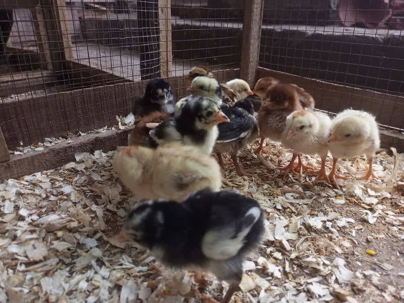 Aseel Chicks Healthy and Active for sale 11