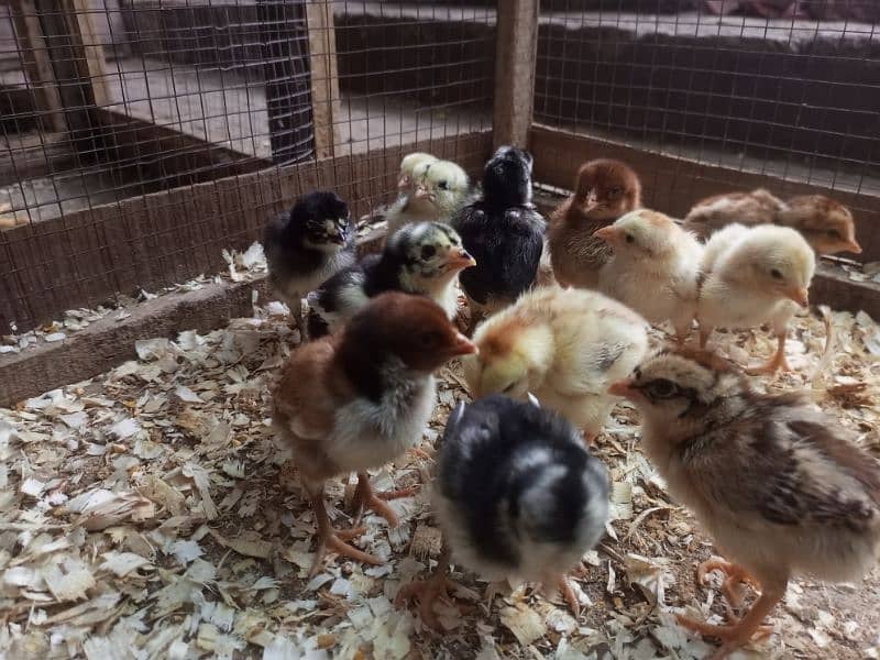 Aseel Chicks Healthy and Active for sale 12