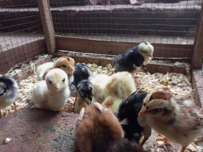 Aseel Chicks Healthy and Active for sale 13