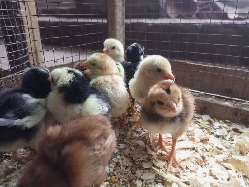 Aseel Chicks Healthy and Active for sale 15