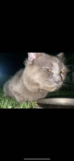 British shorthair Cat