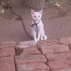 for sale cat beautiful