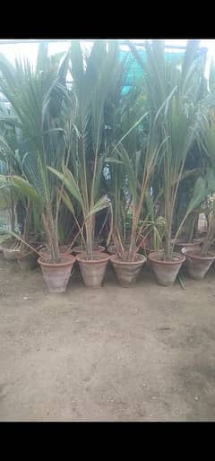 coconut tree for sale 0