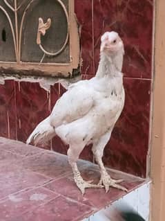 only Aseel hen for sale