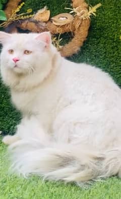 Persian Cat