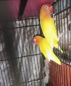 Persnata Red Eyes (Breeder Pair)