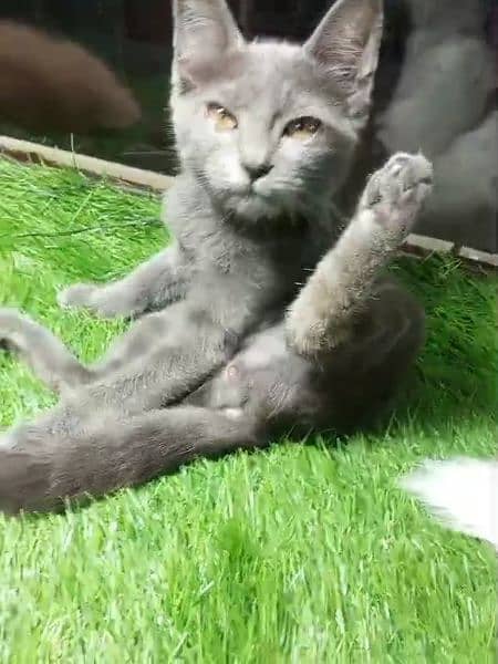 British shorthair kitten for sale 1