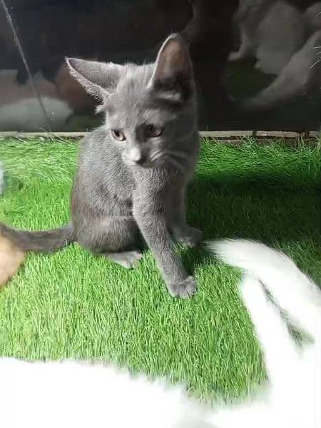 British shorthair kitten for sale 0