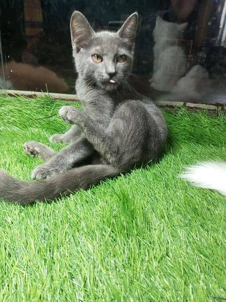 British shorthair kitten for sale 3