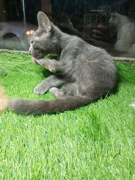 British shorthair kitten for sale 4