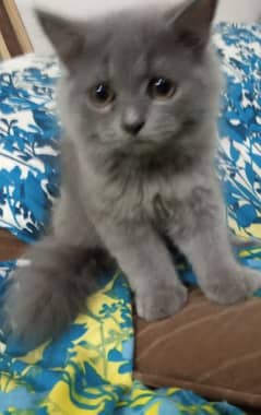 Persian kitten