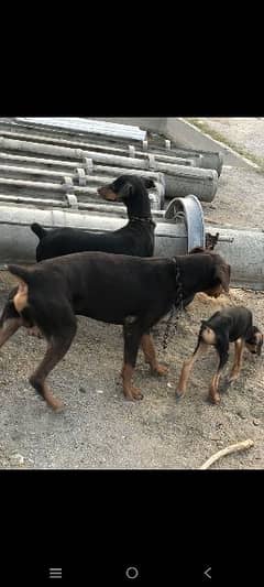 doberman cheapest confirm breeder young  female for sale