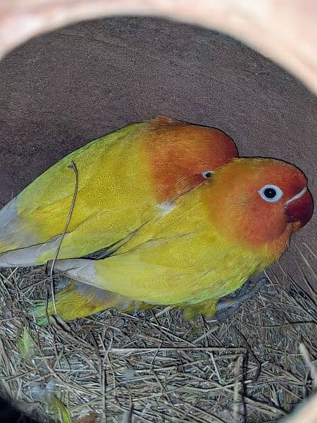 Lutino/ Lutino Parsnata/ Blue Persnata / Australian Parrot 1