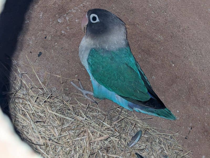 Lutino/ Lutino Parsnata/ Blue Persnata / Australian Parrot 2