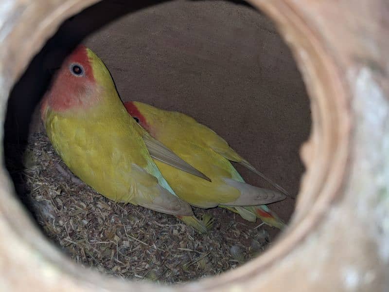 Lutino/ Lutino Parsnata/ Blue Persnata / Australian Parrot 3