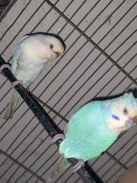 Lutino/ Lutino Parsnata/ Blue Persnata / Australian Parrot 6