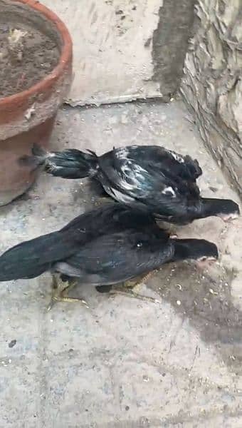 Black O Shamo chicks/ Adeel/ king Sham/ German O Shamo 4