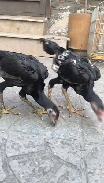 Black O Shamo chicks/ Adeel/ king Sham/ German O Shamo 13