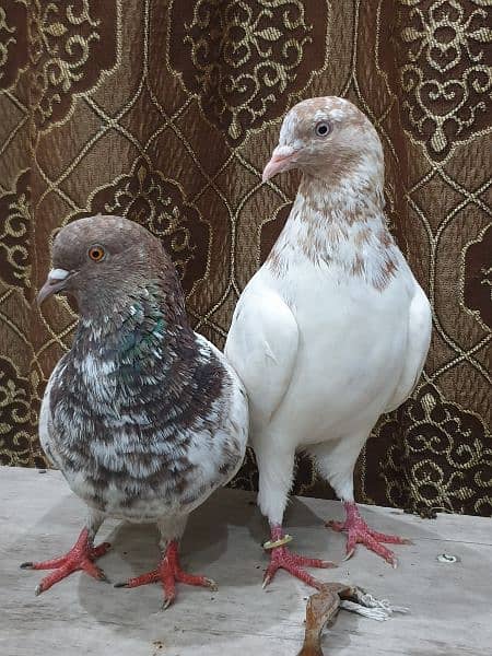 pigeon pair 0