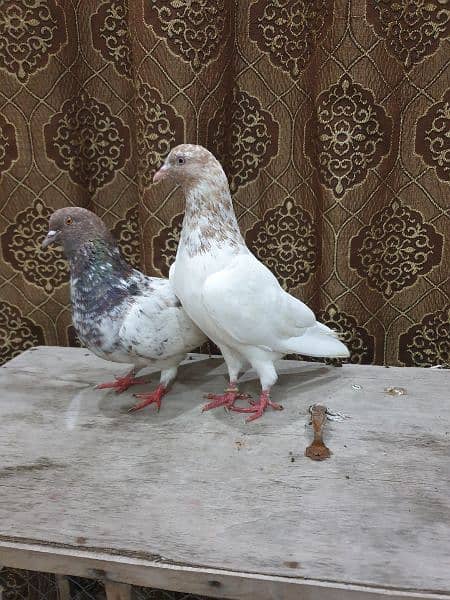 pigeon pair 3