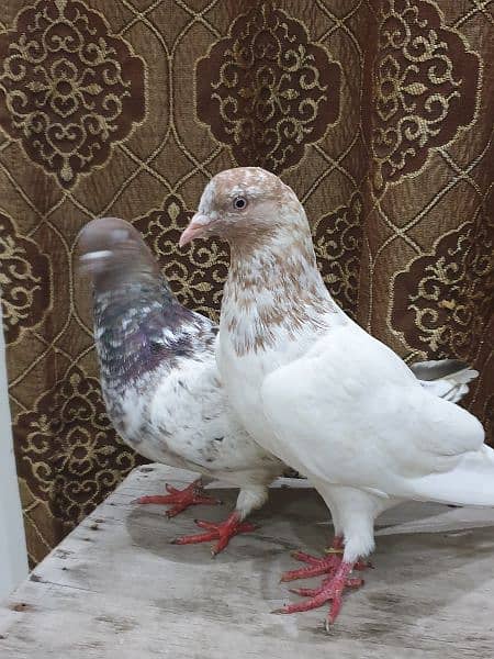 pigeon pair 5