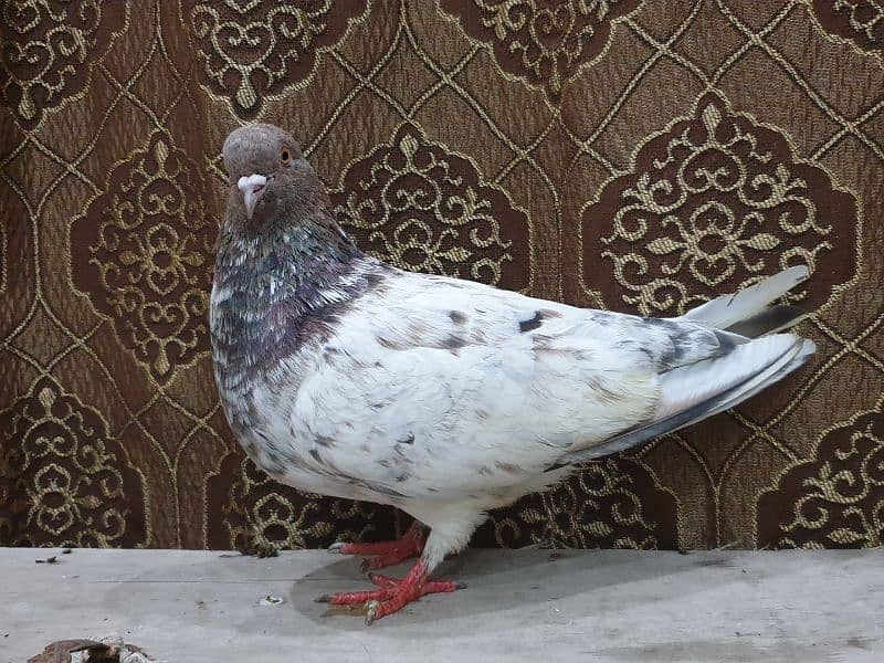 pigeon pair 7