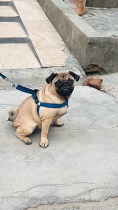 pug dog for sale