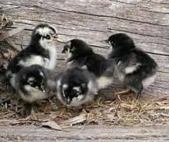 Golden misri, australorp, Rir, Lohman brown