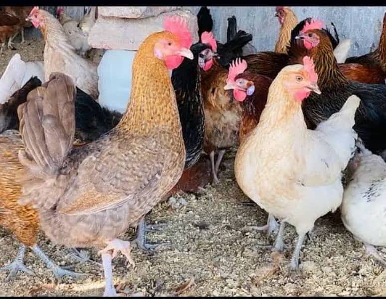 Golden misri, australorp, Rir, Lohman brown 1