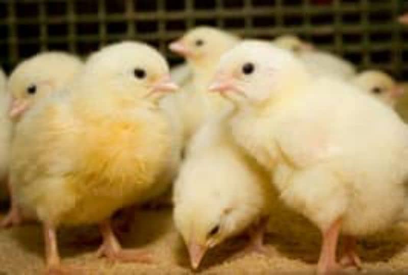 Golden misri, australorp, Rir, Lohman brown 2