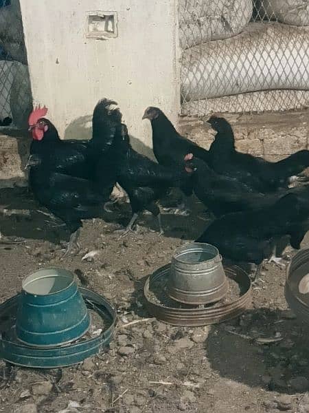 Golden misri, australorp, Rir, Lohman brown 4