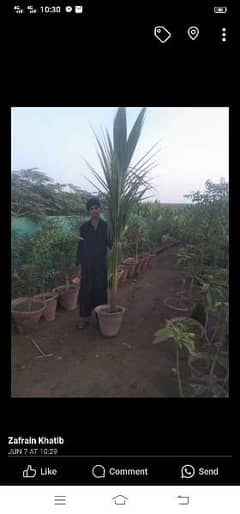 coconut tree for sale 0