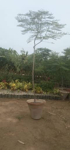 gulmohar