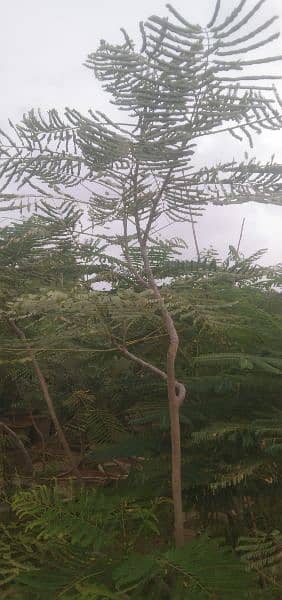 gulmohar tree for sale 3