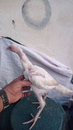 Heera aseel checks for sale white noke nali