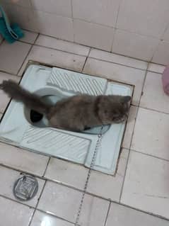 female cat for sale