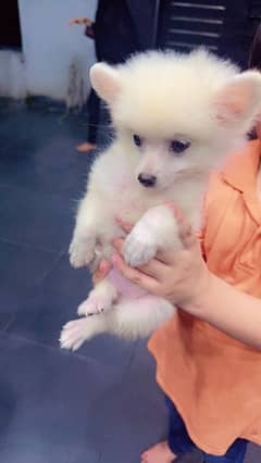 Pomranian Puppy For Sale/Puppies/Dog For Sale/Puppy For Sale 0