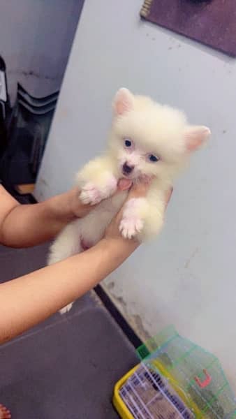 Pomranian Puppy For Sale/Puppies/Dog For Sale/Puppy For Sale 1