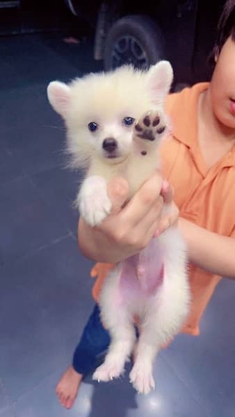 Pomranian Puppy For Sale/Puppies/Dog For Sale/Puppy For Sale 3