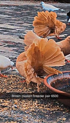 All granted breeder pairs fancy pigeons