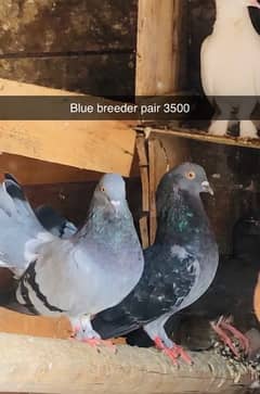 granted breeder pairs fancy pigeons 0