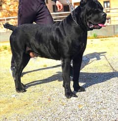 Cane Corso Breeder Pair imported with papers 1.5 years