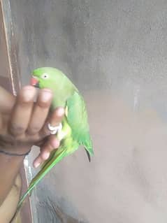 talking parrot 0