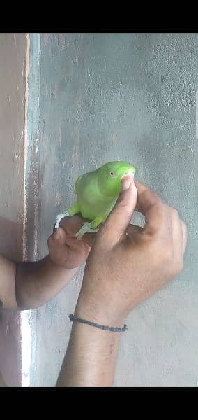 talking parrot 1