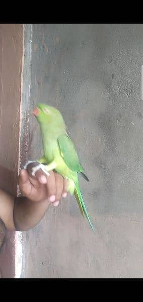 talking parrot 3